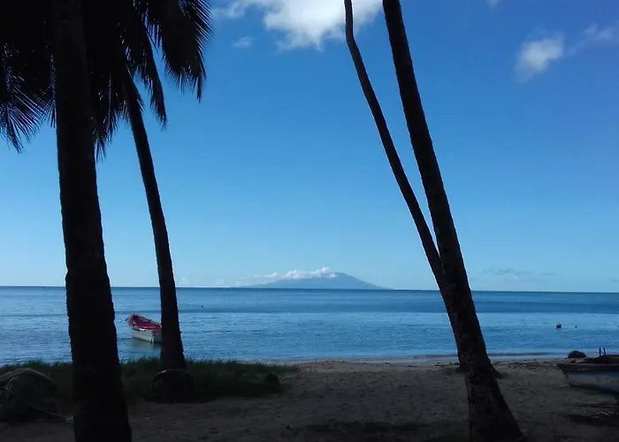Palm View
